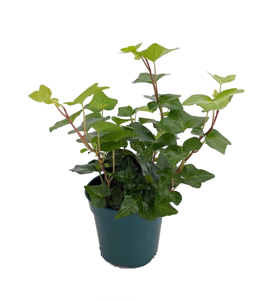 English Ivy Hedera 4" Pot Easy to Grow, Indoors