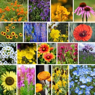 purple cone flower seeds Echinacea Seeds - Purple Coneflower main image 0