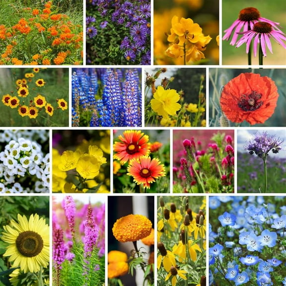 Bee-Friendly Wildflower Mix Seeds - 5 Grams - Non-GMO, Open Pollinated Flower Seed Blend to Attract Bees, Pollinators, and Butterflies - Suitable for Garden Beds, Containers, or Open Spaces