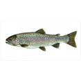 thumbnail image 1 of Truite Arc-en-Ciel Montée sur une Plaque License Photo Blanche, 1 of 1