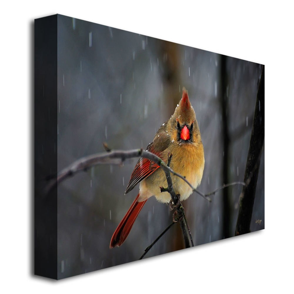 Trademark Fine Art "Snowy Cardinal" Canvas Wall Art by Lois Bryan