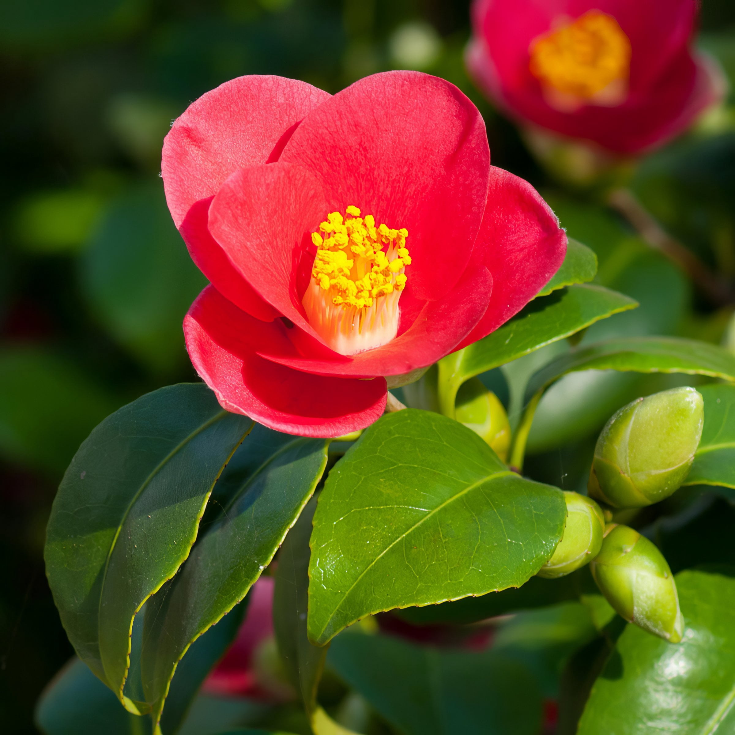 3 gal Camellia Yuletide Live Perennial Shrub Condition with Partial Sunlight