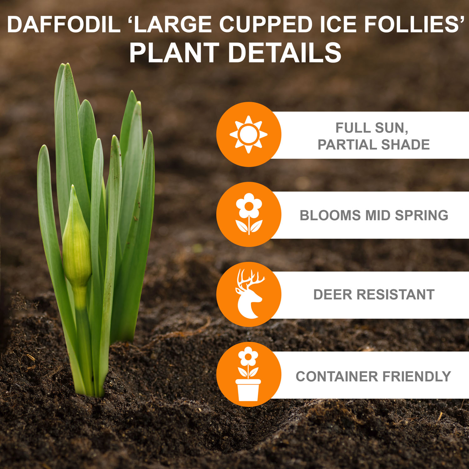 Garden State Bulb Narcissus Large Cupped Ice Follies Daffodil Flower Bulbs, 16/18cm (Bag of 50)