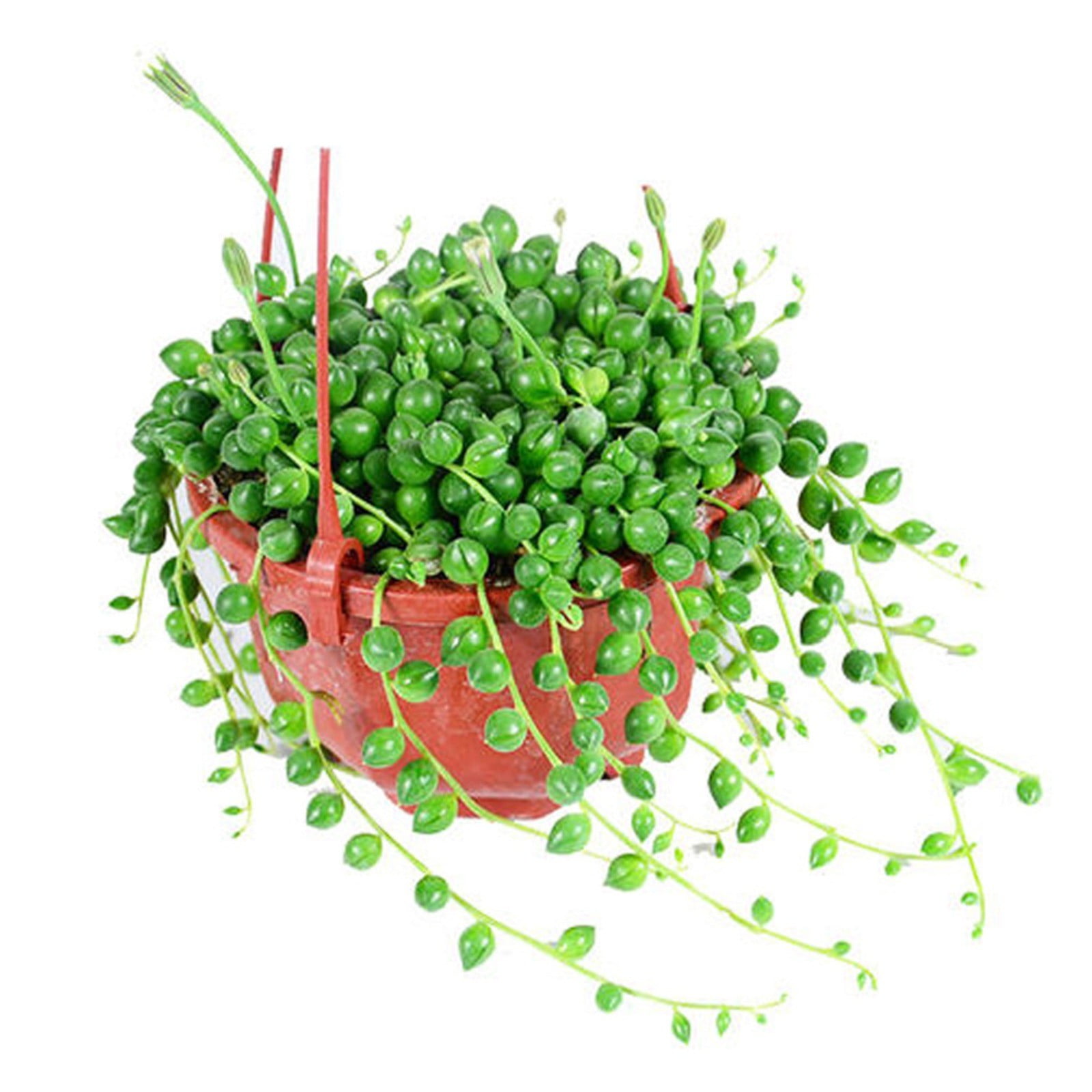 LYINGF Hanging Small Plastic Hanging Plant Pot Basket Hanging Flower Pots with Hole for Outdoor Indoor Garden Balcony Small Plants,Watering Hanging Planters Indoor Flower Pots