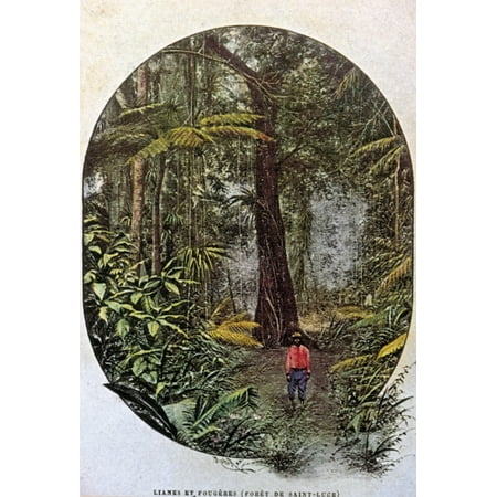 24 Art Postcards - Saint Lucia Rainforest Na Rainforest On The Island Of Saint Lucia Postcard French C1900 Rolled Canvas Art - (24 x 36)