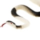 thumbnail image 3 of Juguete de animales de simulación Caucho Serpiente Scary Gag Broma Terrorífica Juguete Niños De Halloween Magideal Juguete de animales de simulación, 3 of 7
