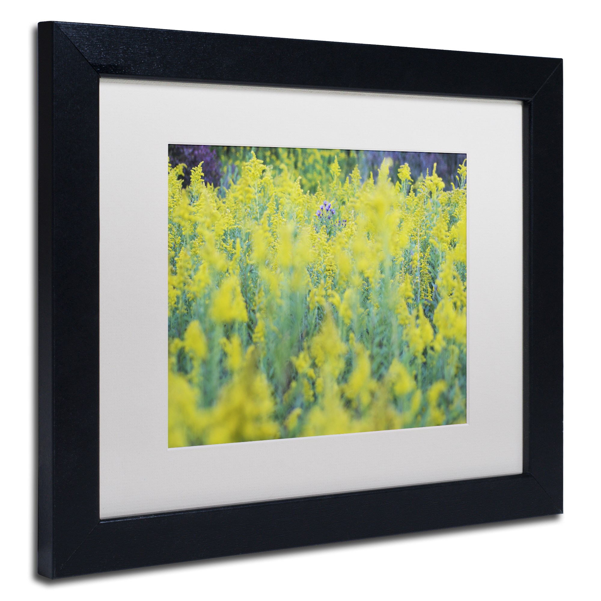 Trademark Fine Art "A Touch of Purple" Canvas Art by Kurt Shaffer, White Matte, Black Frame