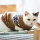 thumbnail image 3 of Suéter para mascotas para perros, suéter para mascotas, ropa cálida de invierno para perros y gatos, abrigo cómodo para mascotas, disfraz para cachorros, suéter para gatitos, ropa, M brillar  Electrónica, 3 of 5