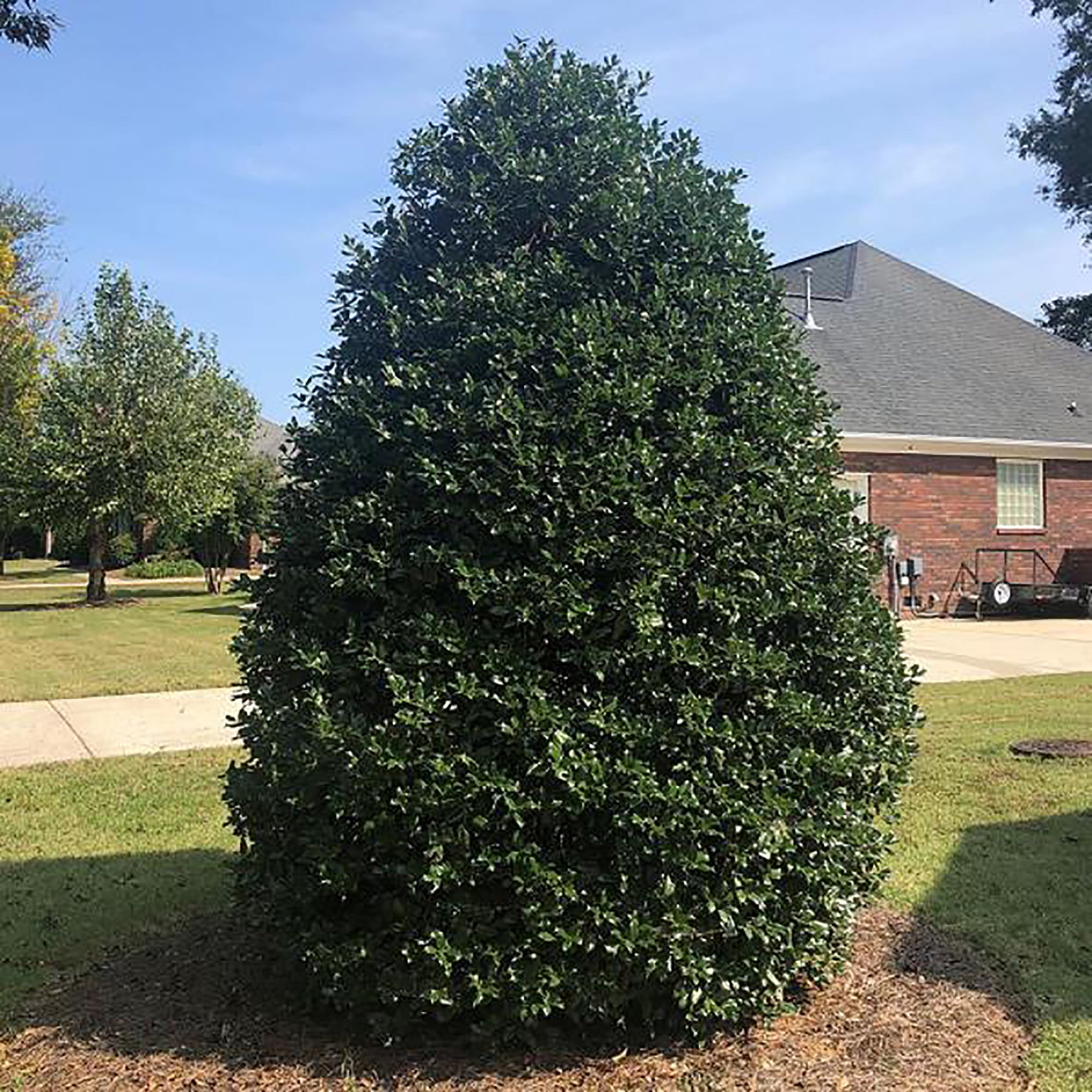 Expert Gardener 7 Gallon Holly Nellie R. Stevens (Ilex) Live Shrub