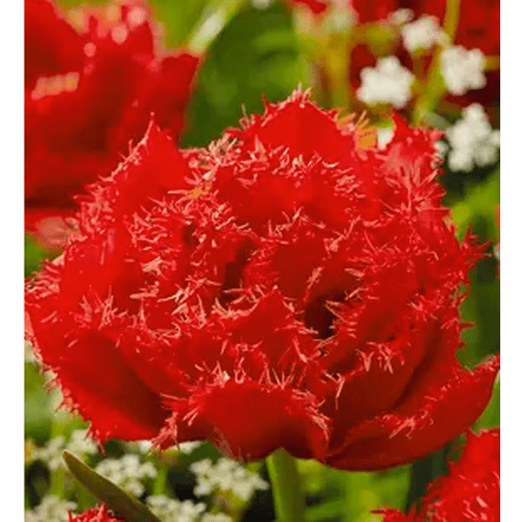 Mi Amor Double Late Tulip 5 Bulbs - 12/ cm Bulbs