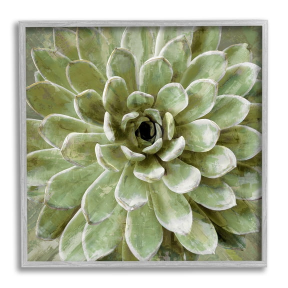 Stupell Industries Succulent Plant Abstract View Botanical & Floral Painting Gray Framed Art Print Wall Art