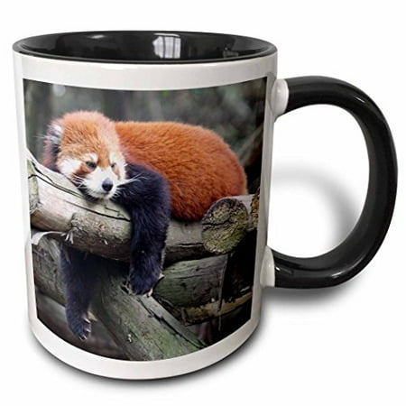 

3dRose Adorable Red Panda Sichuan Province China Two Tone Black Mug 11oz