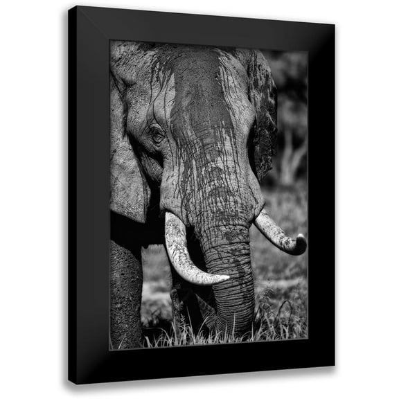 Niassa Lion Project 11x14 Black Modern Framed Museum Art Print Titled - Tusks