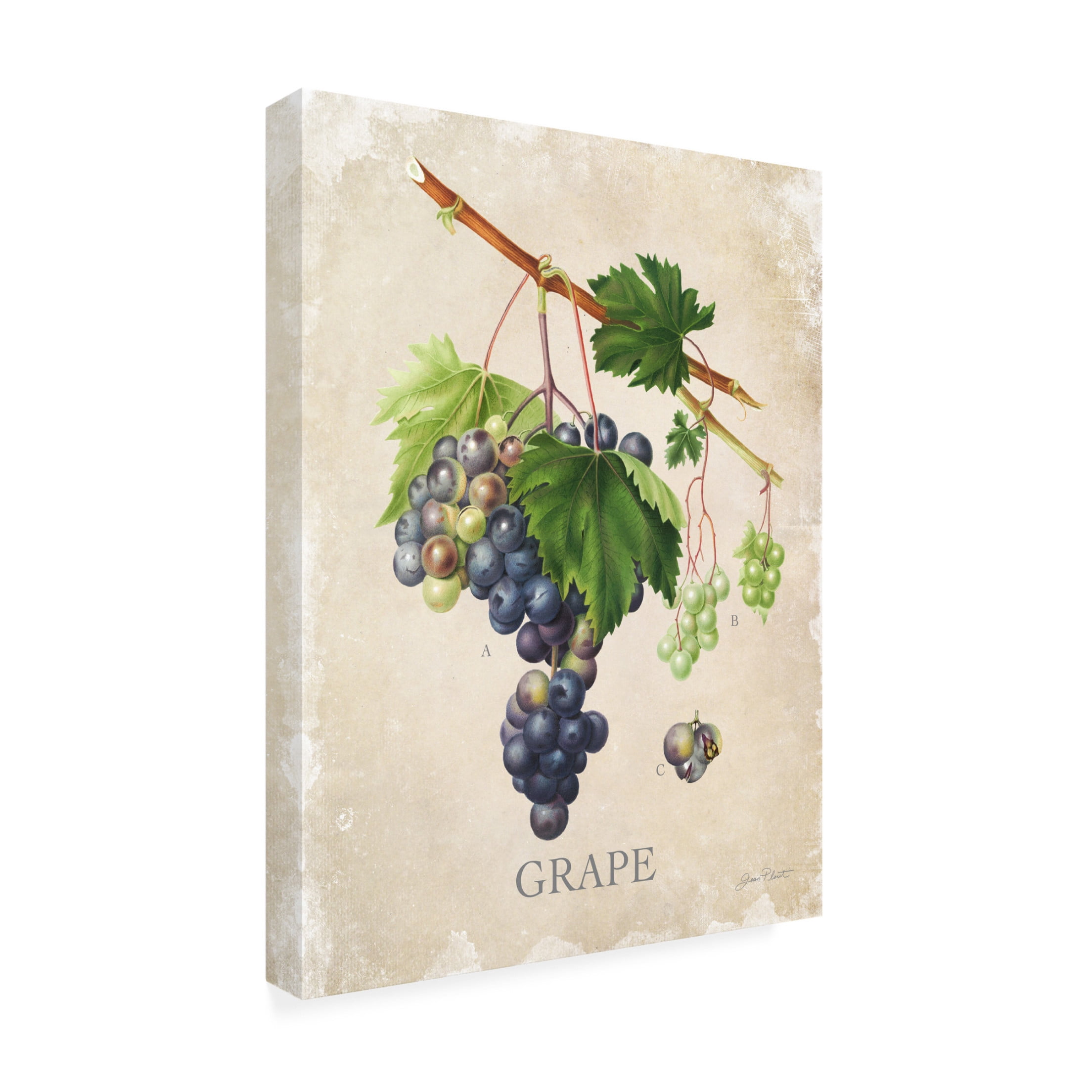 Canvas Wall Art - Jean Plout 'Luscious Fruit Study C' Wall Art for Living Room, Bedroom, or Office Décor by Trademark Fine Art - 24 x 32 Inches