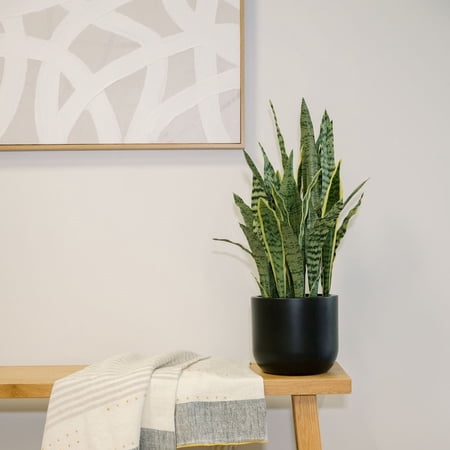 30 Snake Plant fake plant