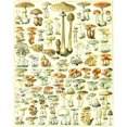 thumbnail image 2 of 60x80 Blanket Comfort Warmth Soft Plush Throw for Couch Vintage Mushroom Reference Chart, 2 of 6