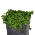 thumbnail image 6 of Baby Tears, Green, Soleirolia soleirolii - Pot Size: 3in (2.6x3.5in) - House Plants, 6 of 6