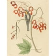 thumbnail image 2 of Mark Catesby 15x18 Black Ornate Wood Framed Double Matted Museum Art Print Titled - The Yellow Throated Creeper (1754), 2 of 5