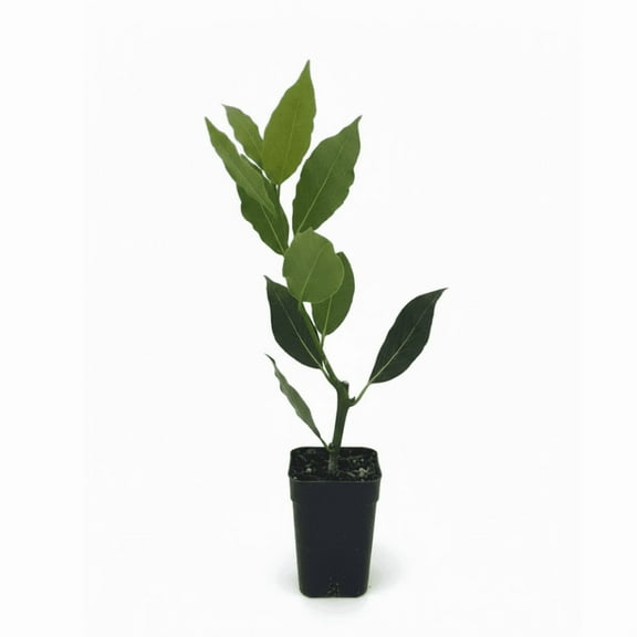 Bay Leaf Tree Live Plant, 8 - 10 Inc Tall, Laurel Nobilis, Bay Laurel Tree Live Plant for Indoor Outdoor Gardening