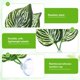 thumbnail image 2 of Uxcell 3-Pack Almohadilla de Hoja para Pez Betta Plástico, Simulando el Hábitat Natural Hamaca para Cría [Forma de Fittonia, Verde], 2 of 7