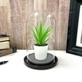 thumbnail image 3 of Plymor 4" x 7" Glass Display Dome Cloche (Black Acrylic Base), 3 of 4