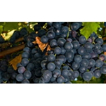 Summer Royal Seedless Black Grape Vine Plant - Jams & Jellies - 2.5" Pot