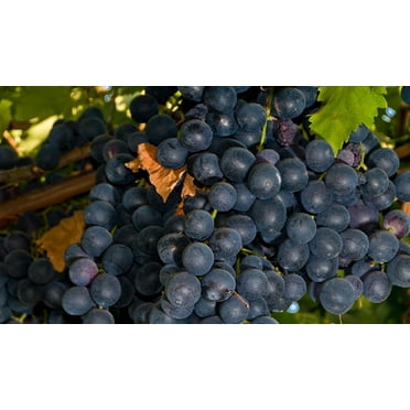 Summer Royal Seedless Black Grape Vine Plant - Jams & Jellies - 2.5" Pot