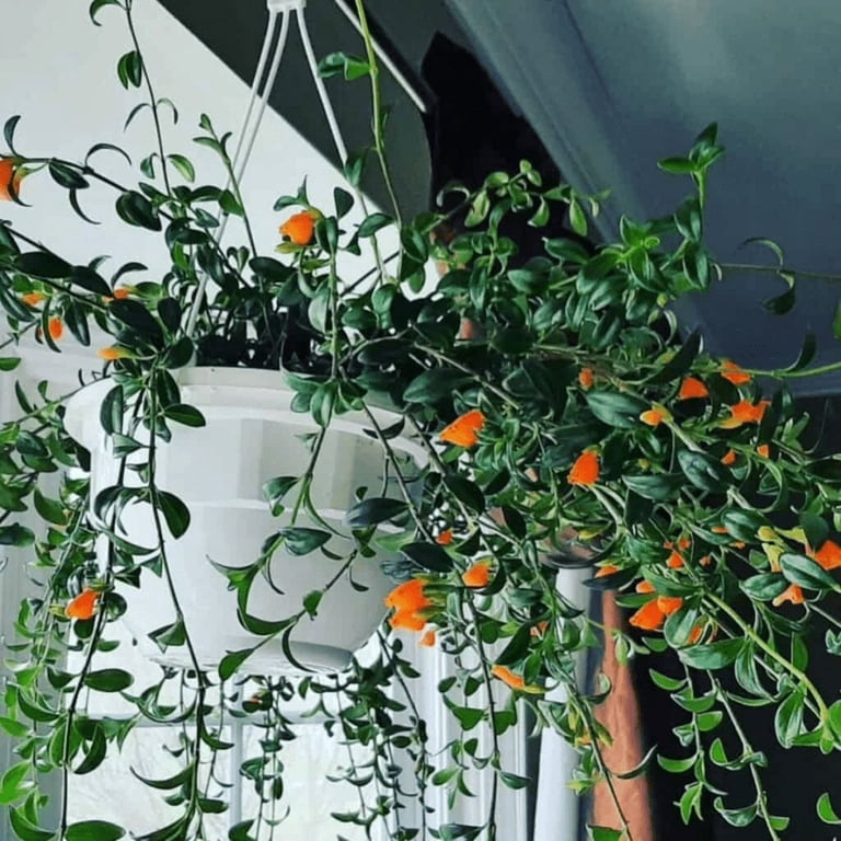 where to buy money tree plant Money Tree
