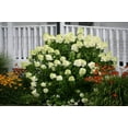 thumbnail image 4 of Limelight Hydrangea, 4 of 6