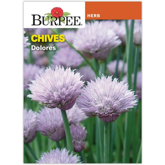 Burpee 800 mg Chives Dolores Herb Seed, Perennial Herb Seed, Full Sun
