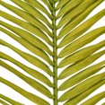 thumbnail image 2 of 44" Basil Round Tip Palm Leaf 6/Bag, 2 of 2