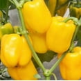 thumbnail image 3 of Scarborough Seeds 50 Yellow Golden California Wonder Bell Pepper Plant Seeds, 3 of 3