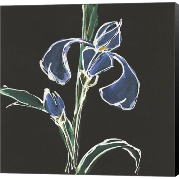 Iris on Black IV by Chris Paschke, Canvas Wall Art