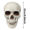 thumbnail image 2 of Small Skulls Halloween Decor, 8.7" Skeletons Movable Jaw, Mini Skulls For Crafts Outdoor Halloween Decorations, Realistic Miniature Human Skull Heads, 2 of 5