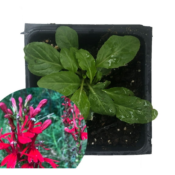 Cardinal Flower Plant (Lobelia cardinalis) 2.5 inch pot