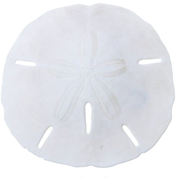 10 Round Sand Dollars Real Natural Medium Bulk Florida 3.5-4" (Set of 10)