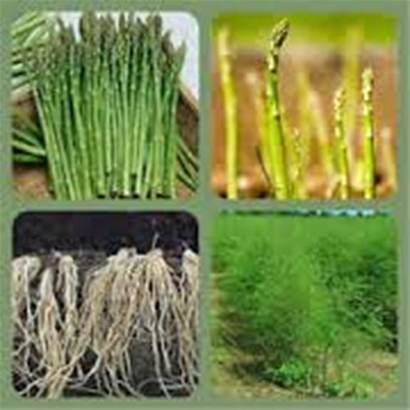 Asparagus Seed, Precoce D'argenteuil, Heirloom, Non GMO, 200  Seeds