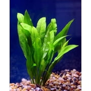 Amazon Sword Echinodorus Bleheri Live Aquarium Plants BUY 2 GET 1 FREE
