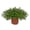 1 Plant, variant on Baby's Tears Plant - 1 Live Starter Plant - Pilea Depressa - Beautiful Compact Textured Indoor Houseplant