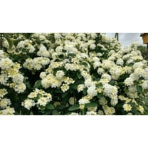 2 Bandana White Lantana Camara Flowers--Live Plants-Natural Mosquito Repellant Garden-Attract Hummingbirds & Butterflies!!!