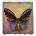 thumbnail image 3 of Ambesonne Butterfly Shower Curtain, Monarch Butterfly, 69"Wx75"L, Multicolor, 3 of 3