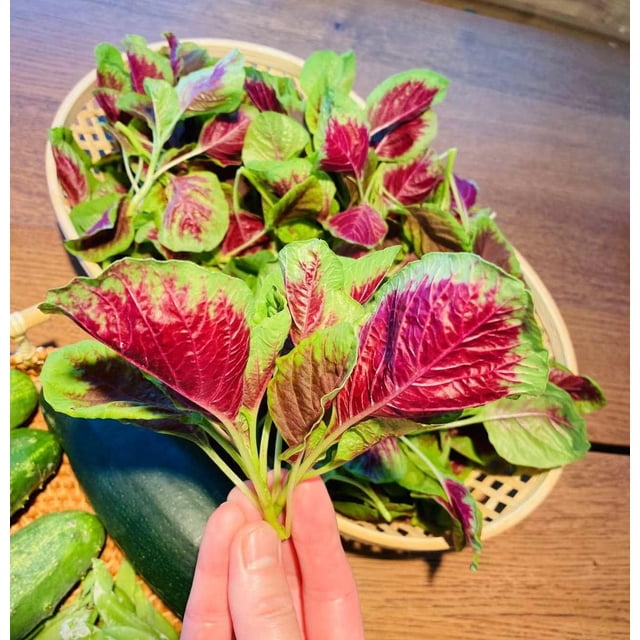 GSDWIUEW Three Mo Garden Graines d'Amarante Comestibles - Graines d'Amarante aux Épinards Chinois Rouges et Vertes 1/4 OZ (Env. 8000 Graines)