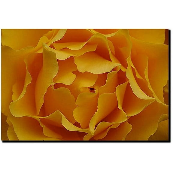 Trademark Fine Art "Hypnotic Yellow Rose" Canvas Art by Kurt Shaffer