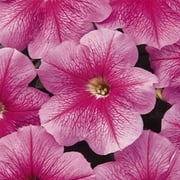 Petunia - Madness Series Flower Garden Seed - 1000 Pelleted Seeds - Sheer Pink Blooms - Annual Flowers - Single Floribunda Petunias