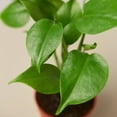 thumbnail image 2 of House Plant Dropship 4-MONSTERA-DELICIOSA-BARE.ROOT 4 in. Philodendron Monstera Split-Leaf Pot, 2 of 10