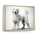 thumbnail image 2 of Designart "Poodle'S Pizzazz I" Animals Dog Floater Framed Canvas Wall Art, 2 of 5