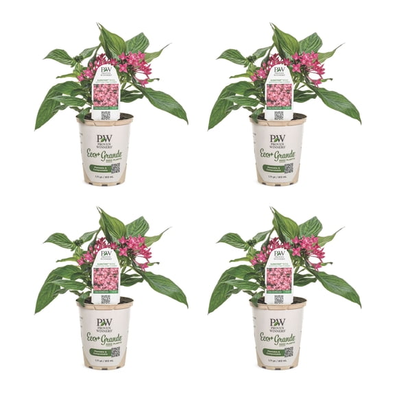 Proven Winners 4" Pink Sunstar Rose Egyptian Star Flower Live Plant in 4.25" Pot (4 Count)