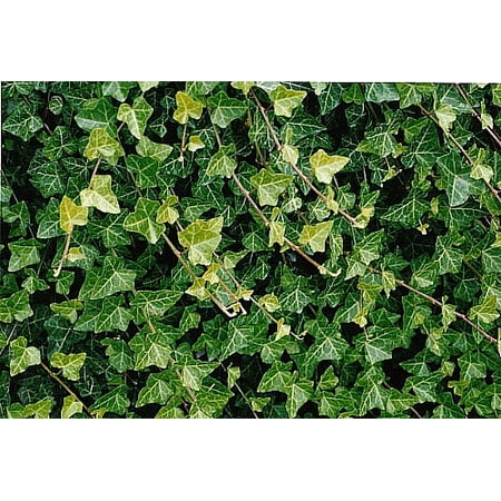 Hirt's Baltic English Ivy 4 Plants - Hardy Groundcover - 1 3/4