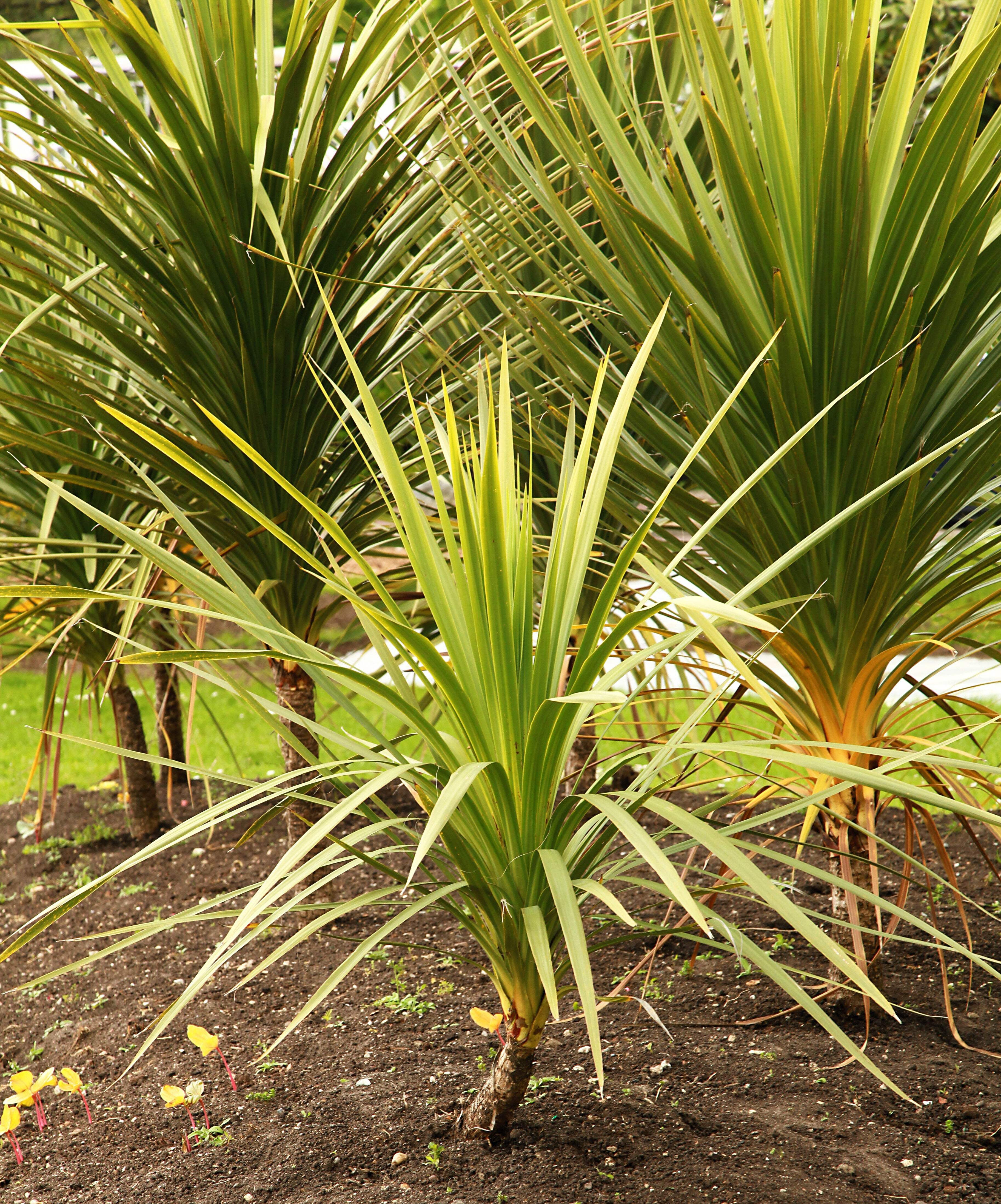 ( DRACAENA BLUE 25 花♢ブルーレイ♢新WIN10♢大容量750G♢CORE-I5♢WEBカメラ Spikes Mountain / Tree Cabbage Leaved Broad / Windowsノート本体