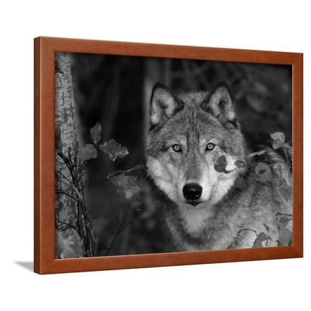 38in Framed - Grey Wolf Portrait, USA Framed Print Wall Art By Lynn M. Stone